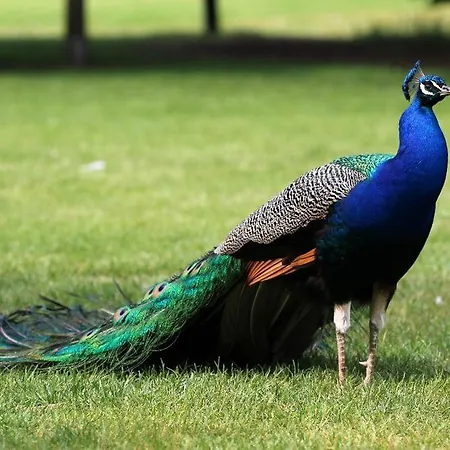 De Orangerie Villa *