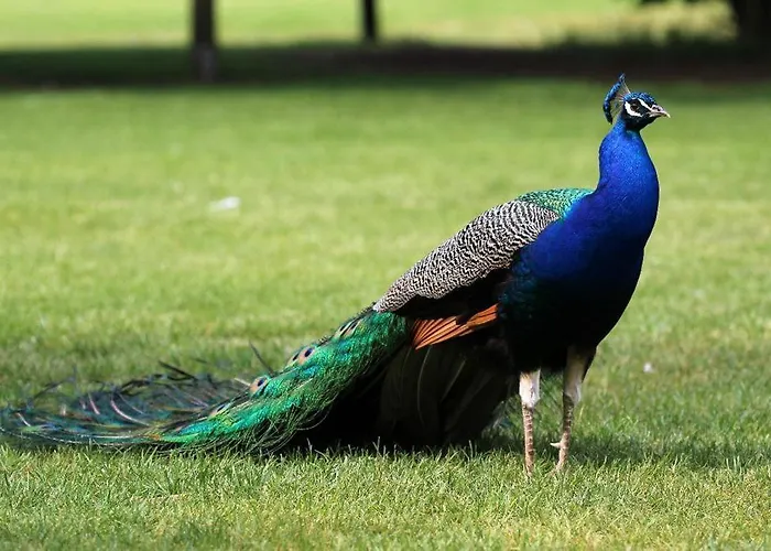 De Orangerie Вилла *