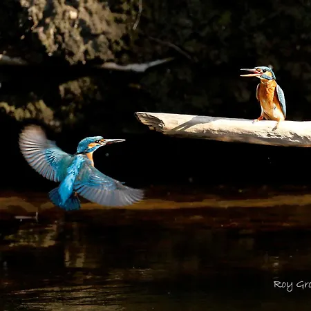 فيلة De Orangerie